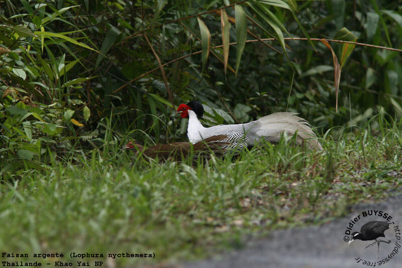 Silver Pheasantadult breeding