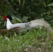 Silver Pheasant