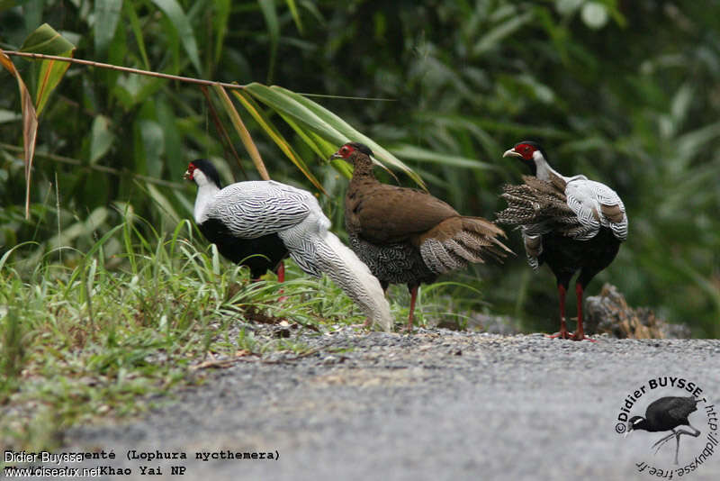 Silver Pheasantadult, habitat, pigmentation