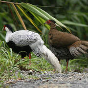 Silver Pheasant