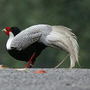 Silver Pheasant