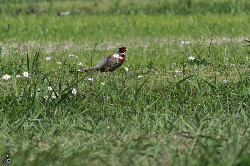 Common Pheasant male adult, identification