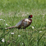 Common Pheasant