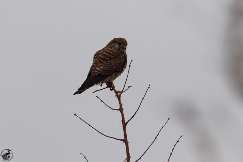 Faucon crécerelle femelle adulte, identification