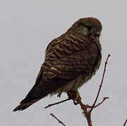 Common Kestrel