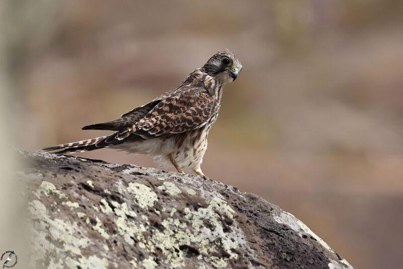 Faucon crécerelleadulte, identification