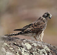 Common Kestrel