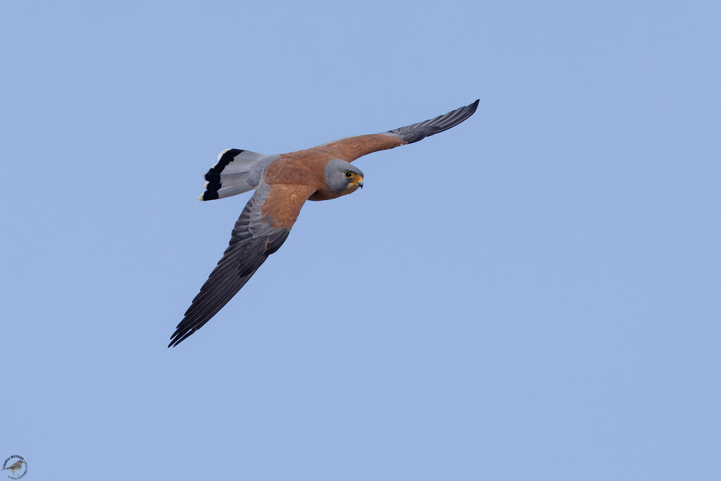 Lesser Kestrel male adult, Flight