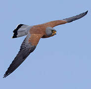 Lesser Kestrel