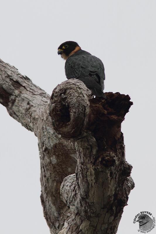 Bat Falconadult breeding, identification