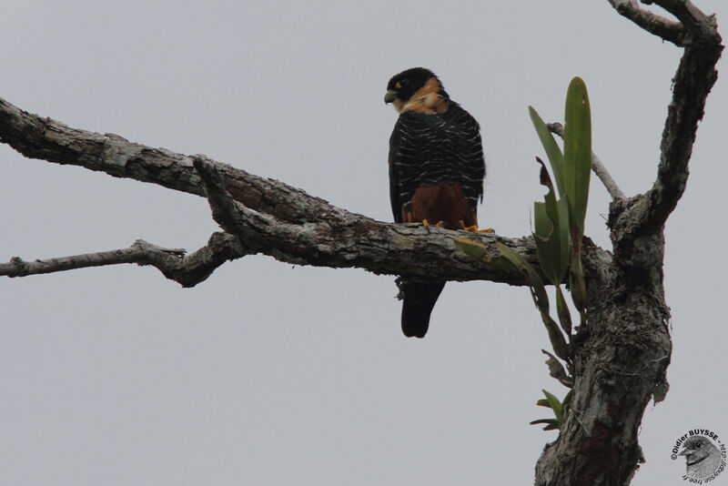 Bat Falconadult, identification