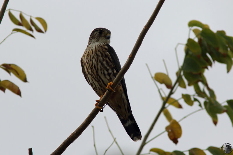 Faucon émerillon femelle adulte, identification