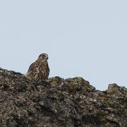 Gyrfalcon