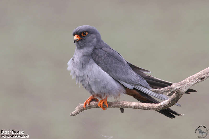 Red-footed Falcon male adult breeding, identification