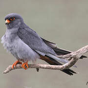 Red-footed Falcon