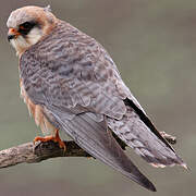 Red-footed Falcon