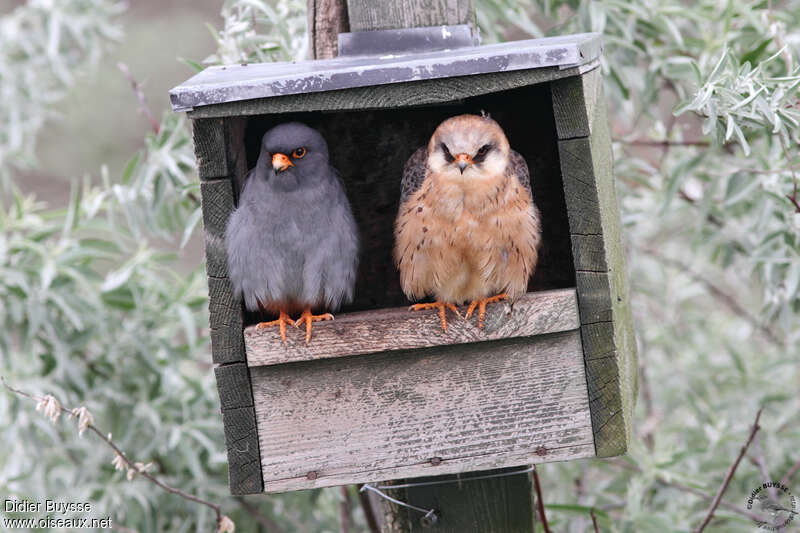 Red-footed Falconadult breeding, Reproduction-nesting, Behaviour