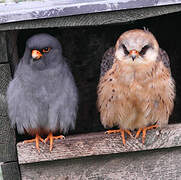 Red-footed Falcon