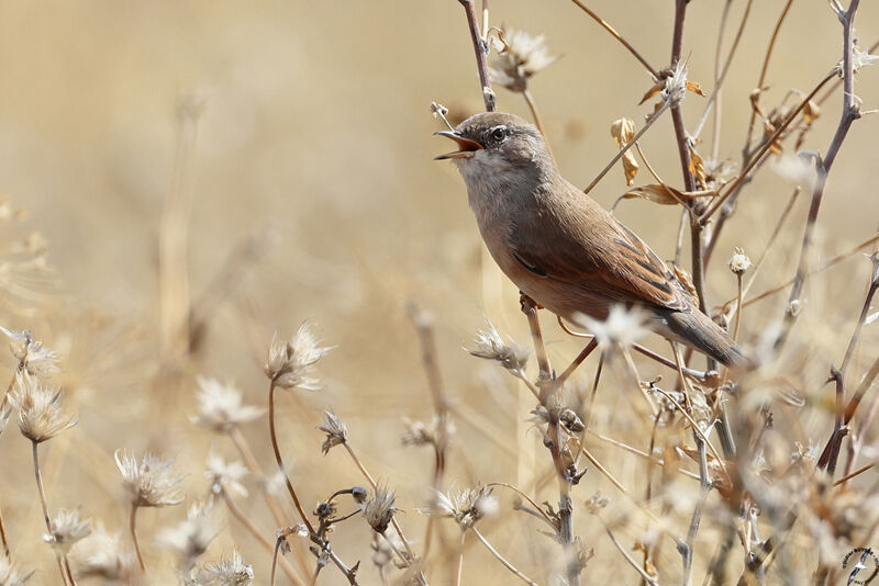 Spectacled Warbler male, song