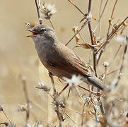 Spectacled Warbler