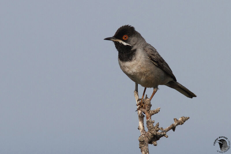 Fauvette de Rüppell mâle adulte nuptial, identification