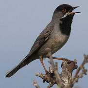 Rüppell's Warbler