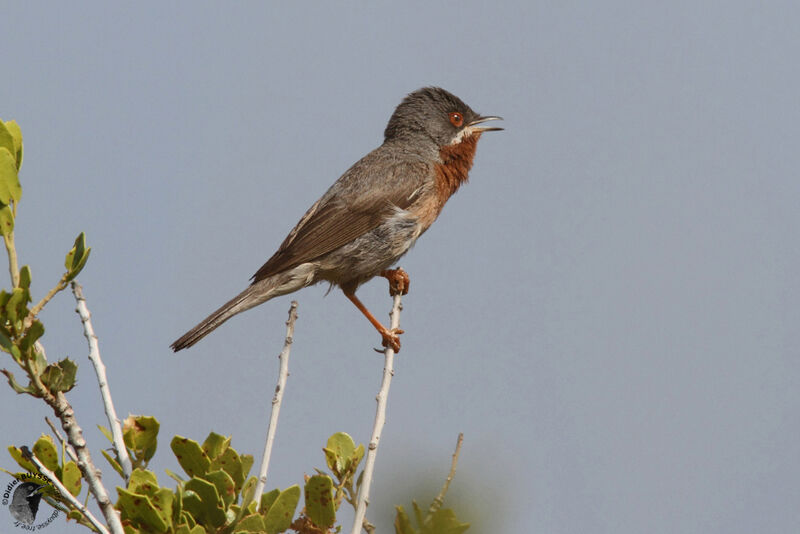 Eastern Subalpine Warbler male adult breeding, song