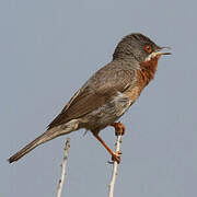 Eastern Subalpine Warbler