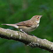 Garden Warbler