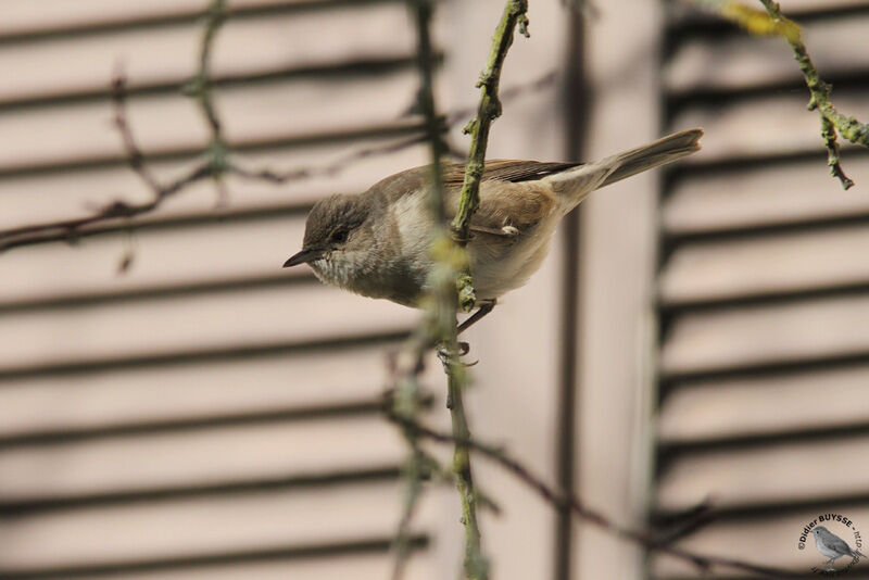 Fauvette épervière1ère année, identification