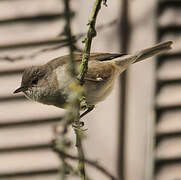 Barred Warbler