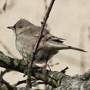 Barred Warbler