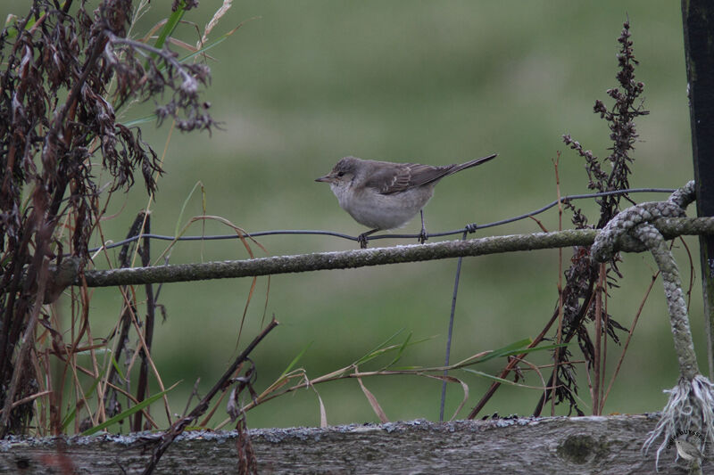 Fauvette épervière1ère année, identification