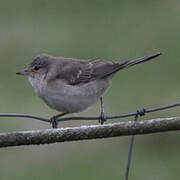 Barred Warbler