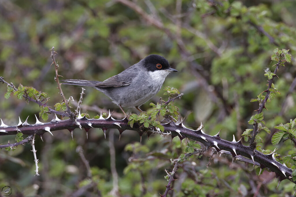 Sardinian Warbler male adult