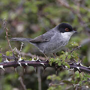 Sardinian Warbler