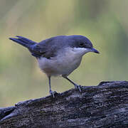 Western Orphean Warbler