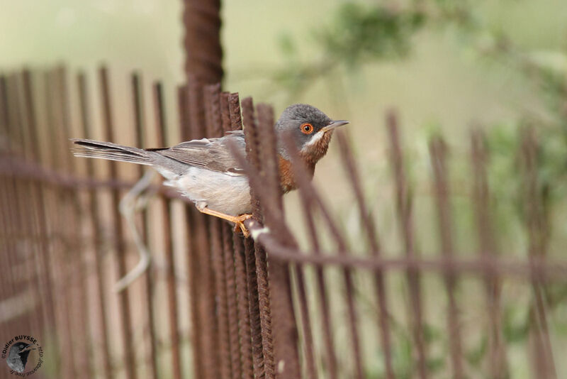 Fauvette passerinetteadulte, identification