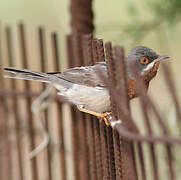 Western Subalpine Warbler