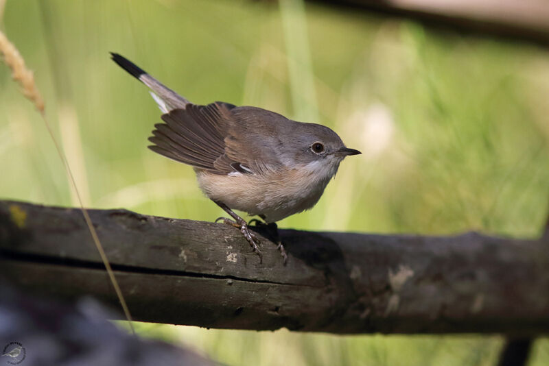 Western Subalpine Warbler female, identification