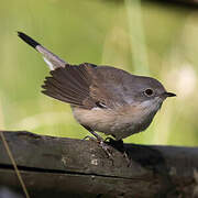 Western Subalpine Warbler