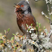 Dartford Warbler