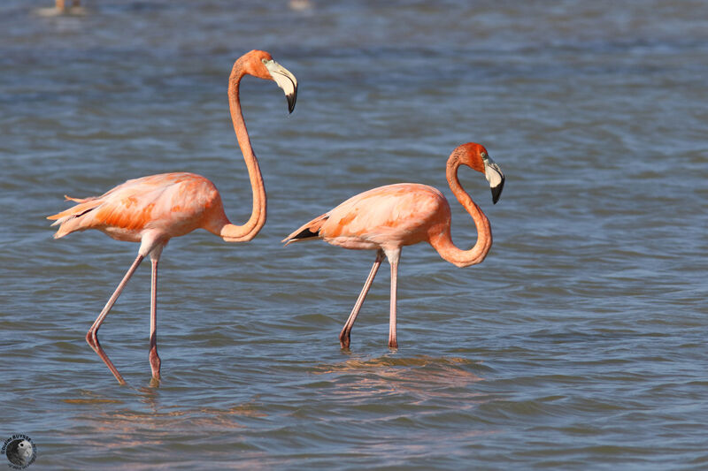 American Flamingo, walking