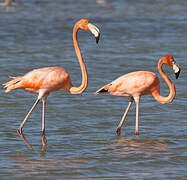 Flamant des Caraïbes