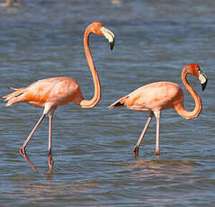 Flamant des Caraïbes