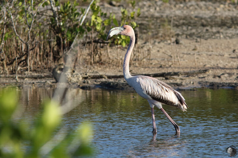 Flamant des Caraïbesimmature, identification, marche