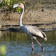 American Flamingo