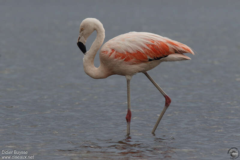 Flamant du Chiliadulte, identification