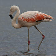 Chilean Flamingo