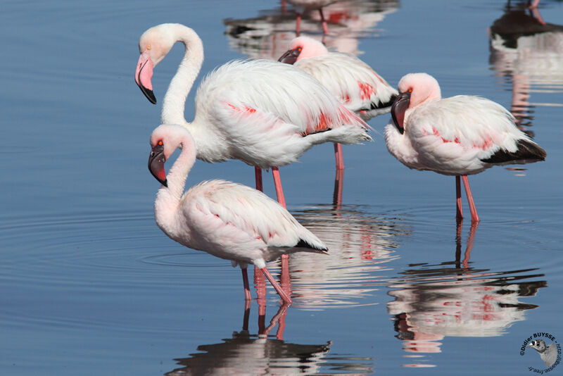 Flamant nainadulte, identification